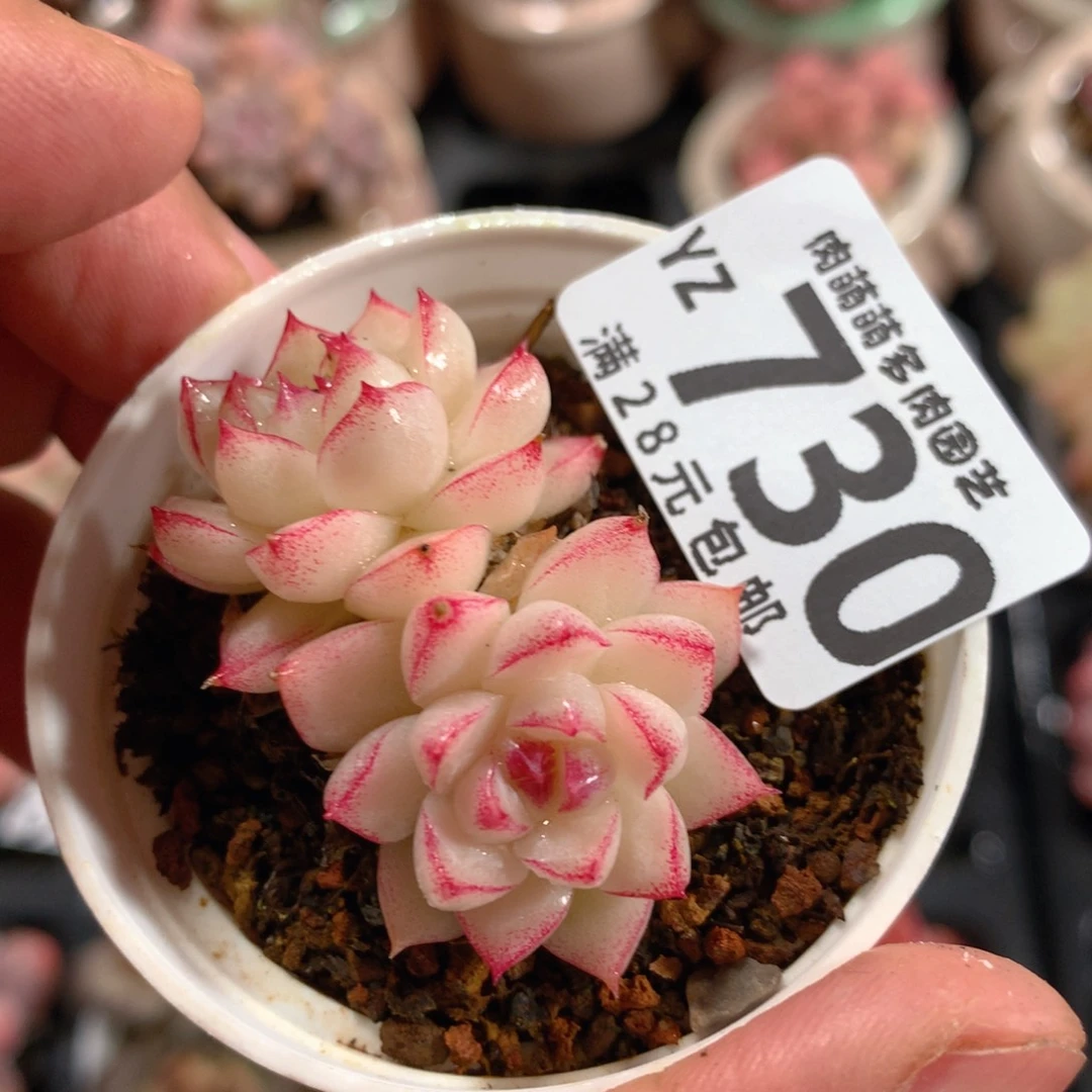 5CM拇指盆精控多肉YZ730