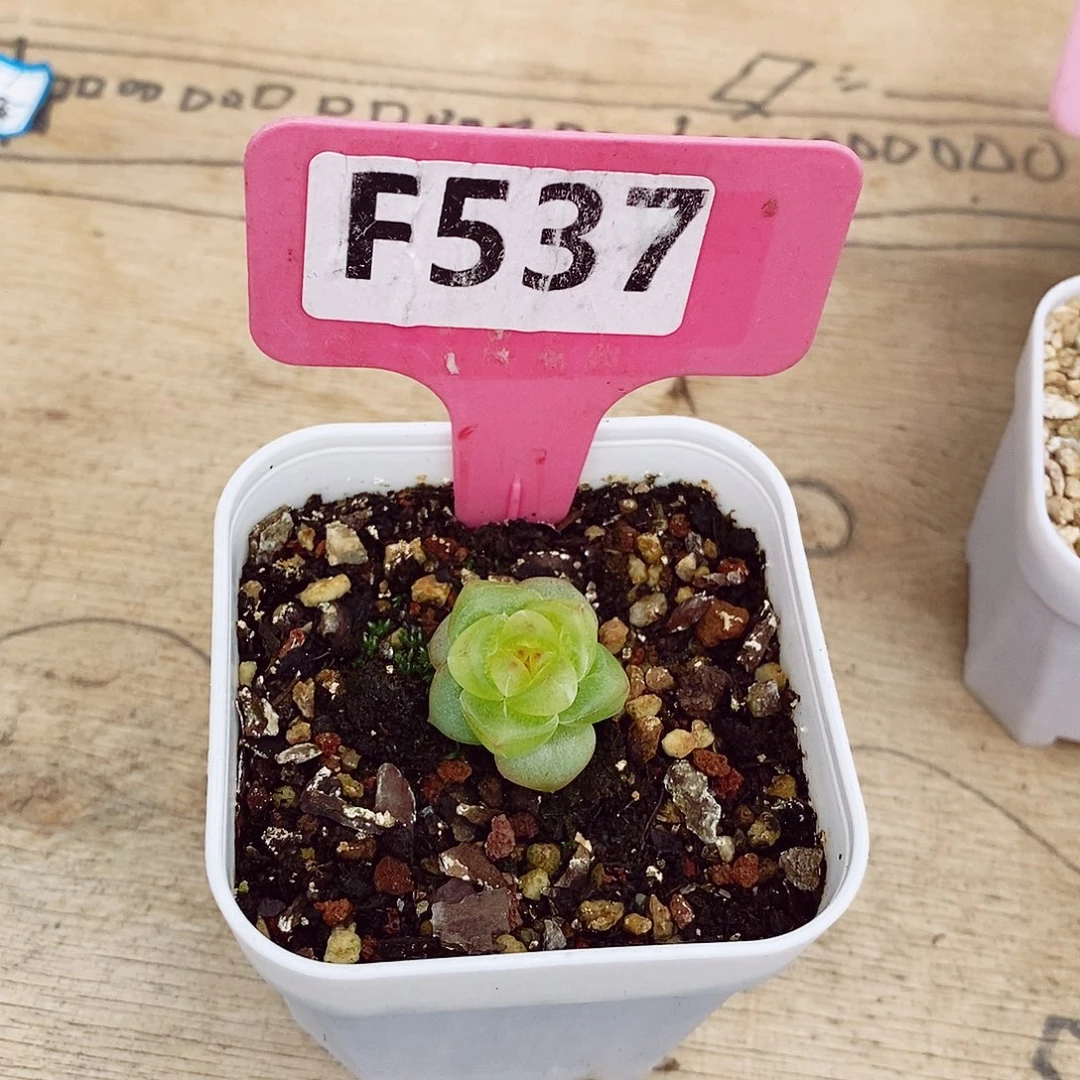 昭**珍妮2cm多肉植物