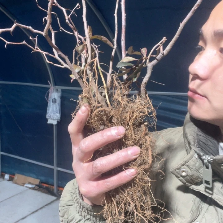 原生海棠复色雲竜海棠花苗一颗