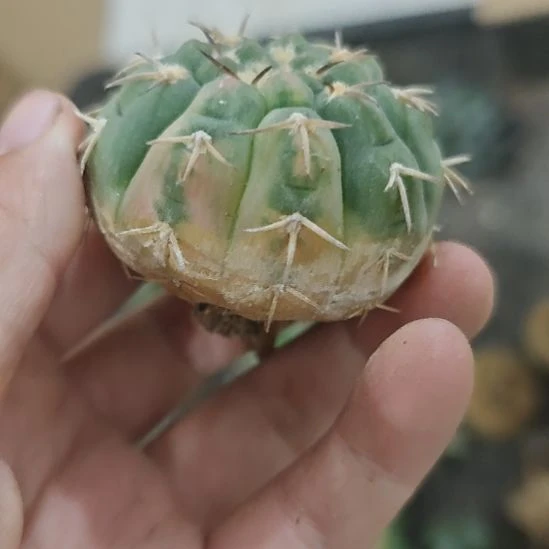 一物一拍，实生仙人球锦！！！