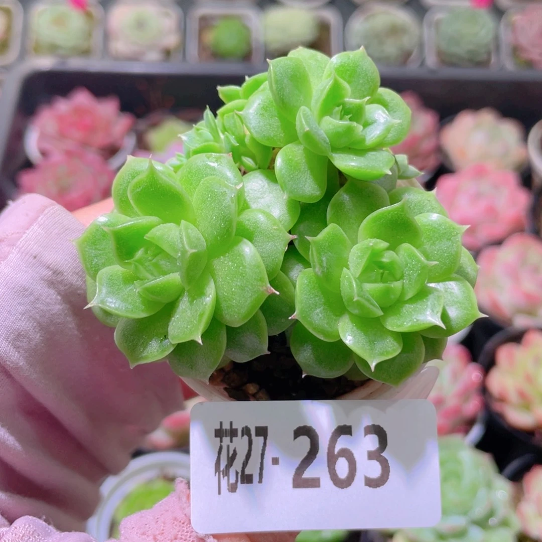 花利美27-263麦秆群