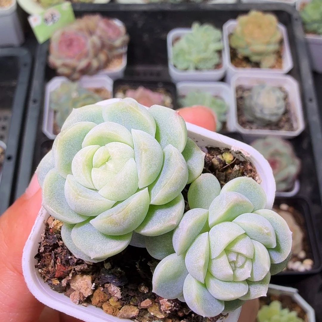 蜡像双头开播福利