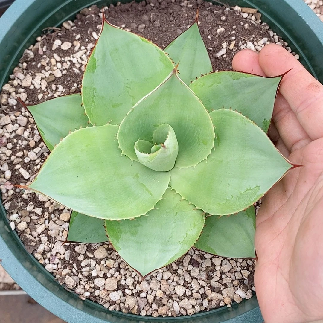多肉植物龙蛇兰植物