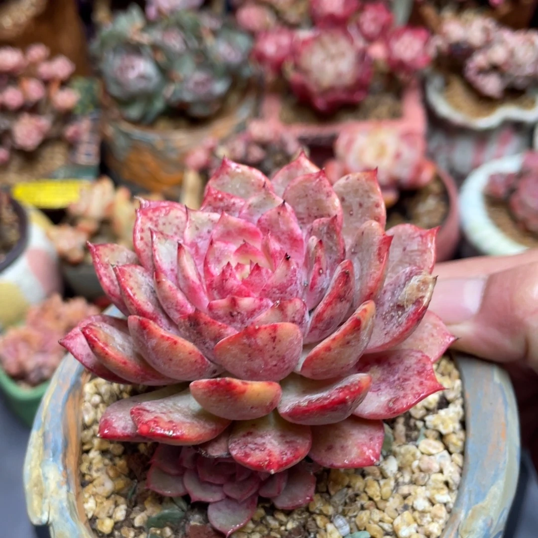 双头溏心杂交老桩