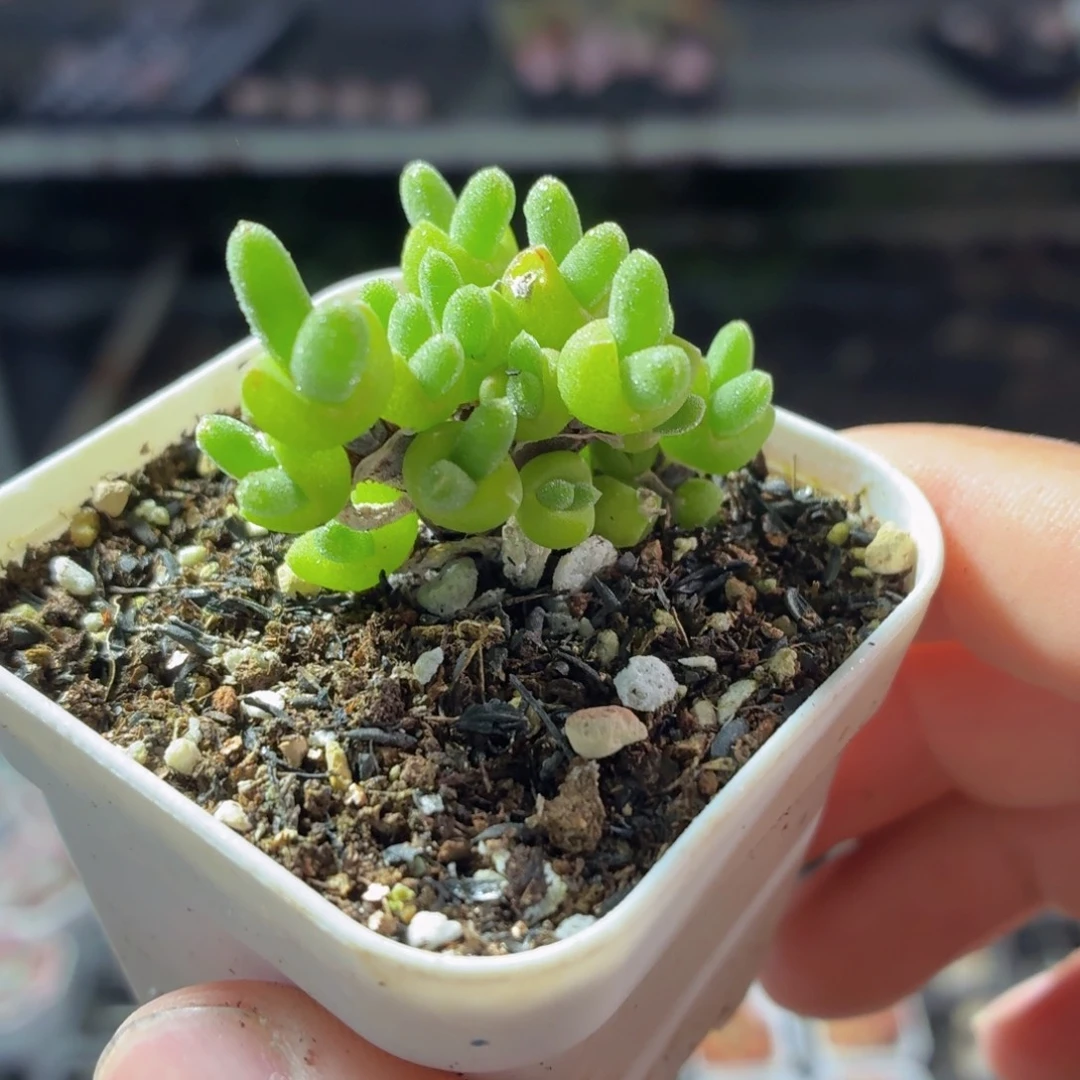 枝干兔子多肉9.9包邮发货