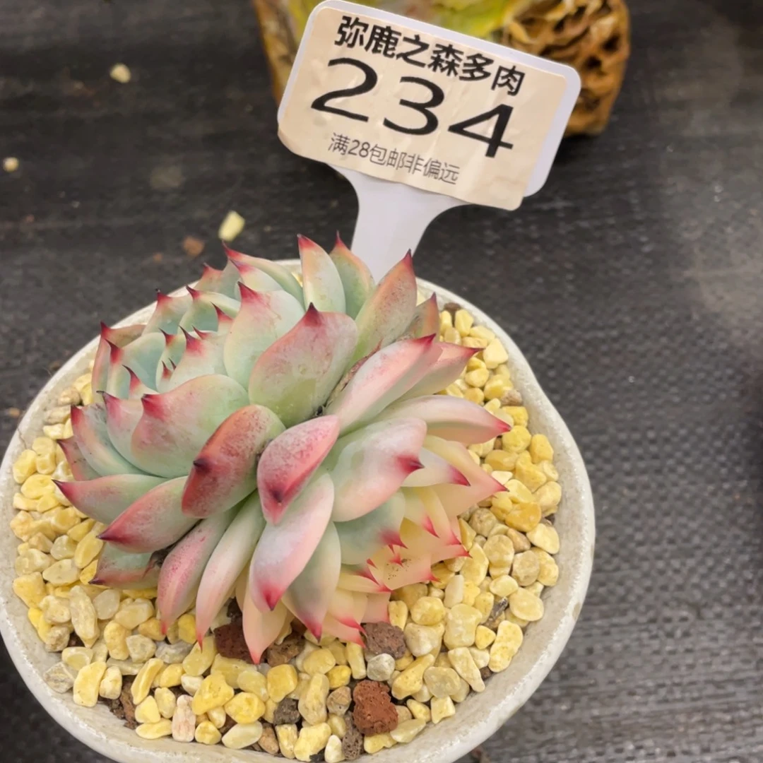 弥鹿之森一物一拍