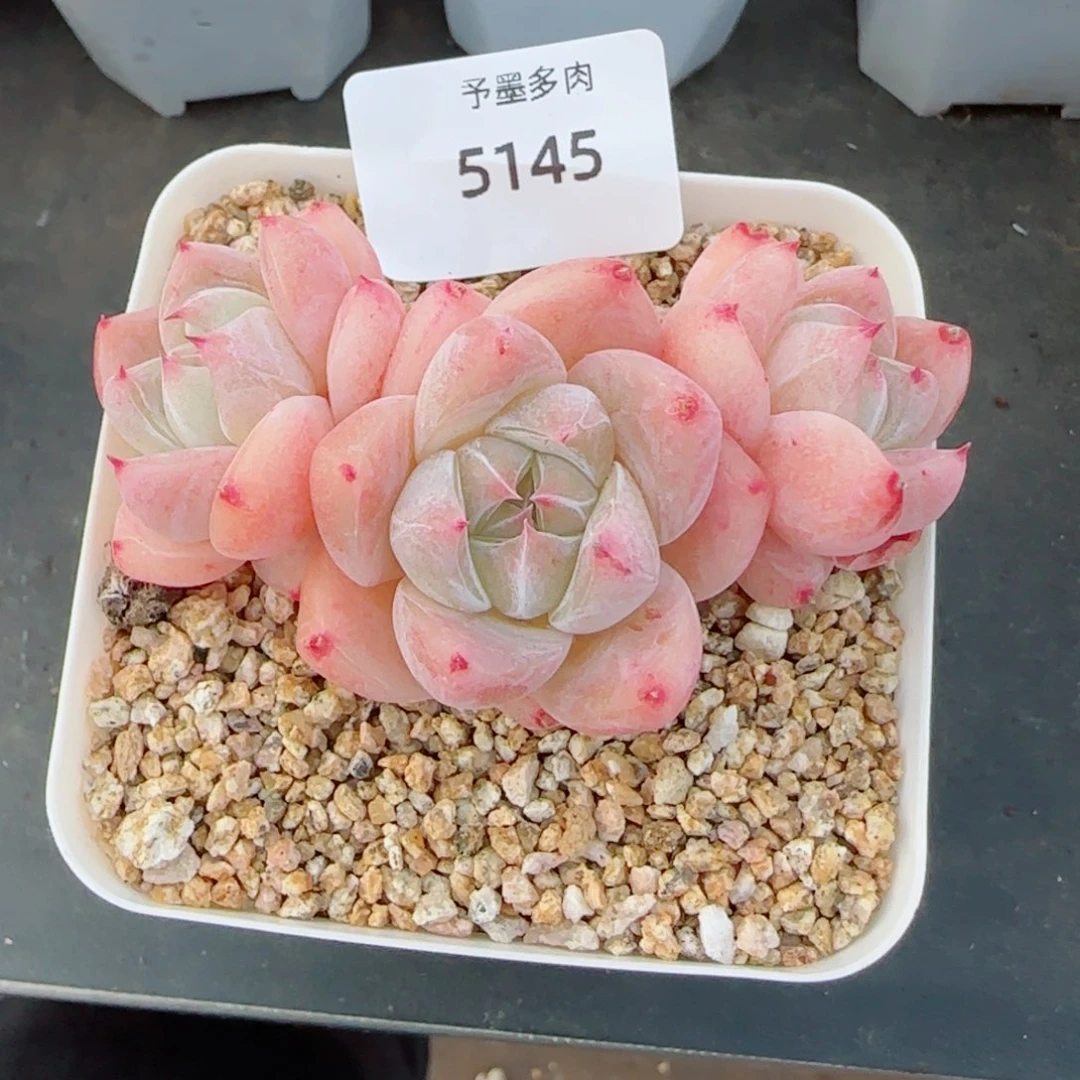 白泽珍妮，5145多肉植物
