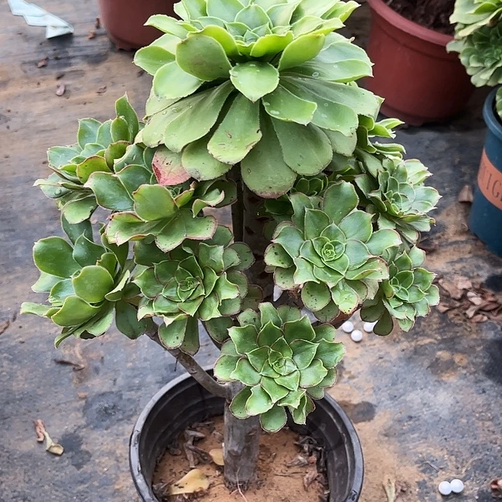 君美丽多肉植物30