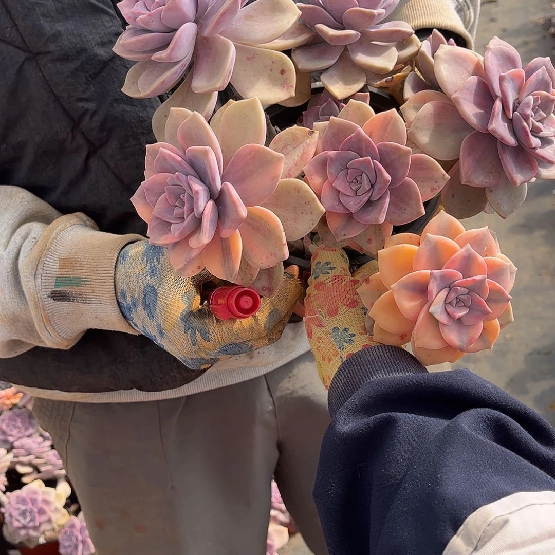 大***港多肉植物紫乐景A9