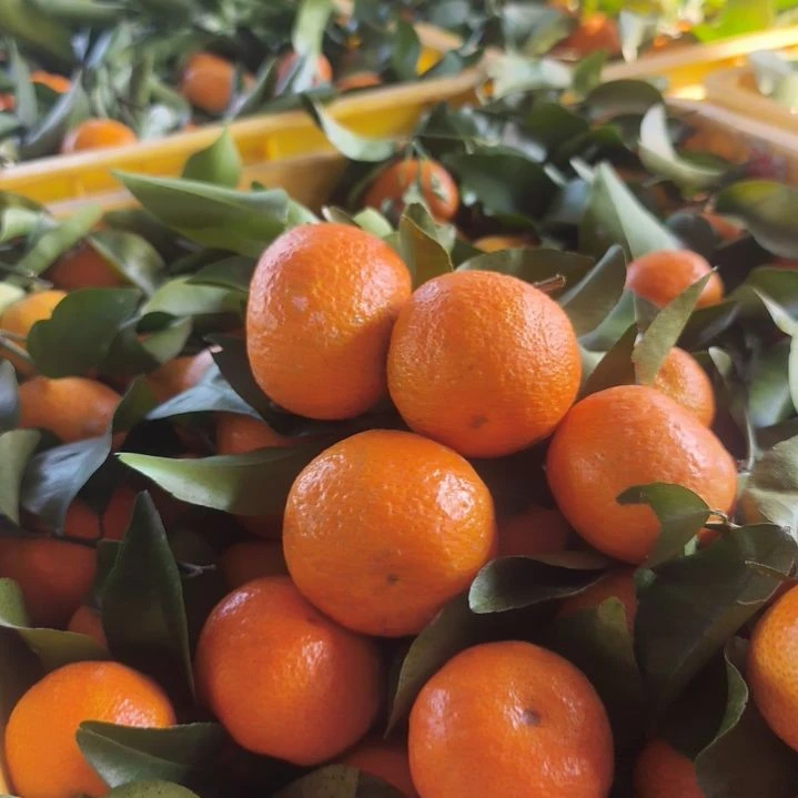 沙糖桔直播间里面的沙糖桔带箱10斤