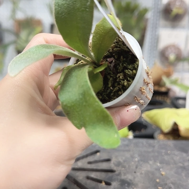 Lisa银鹿鹿角蕨哦