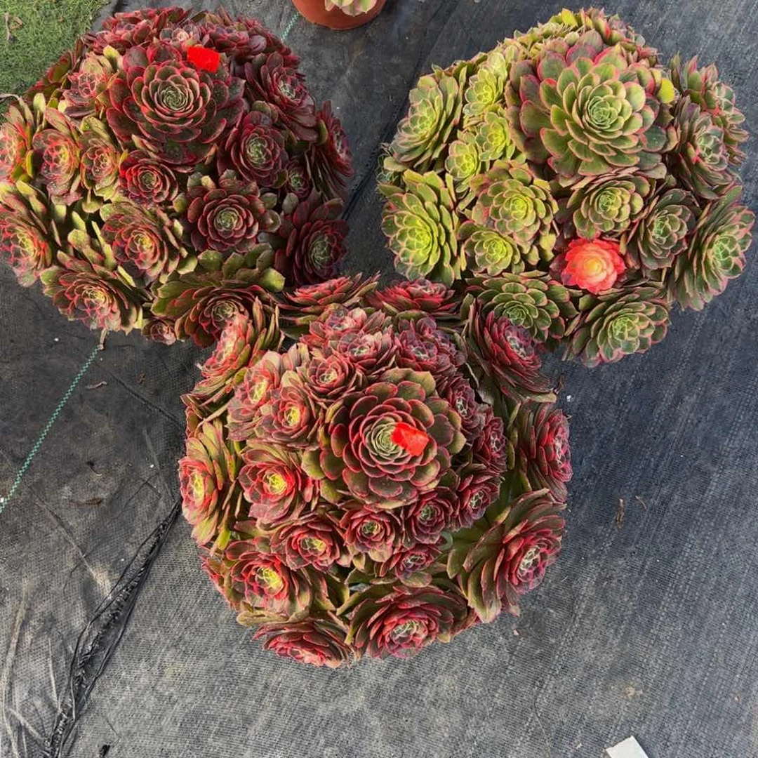 209炖肉植物发货粉花妖3颗