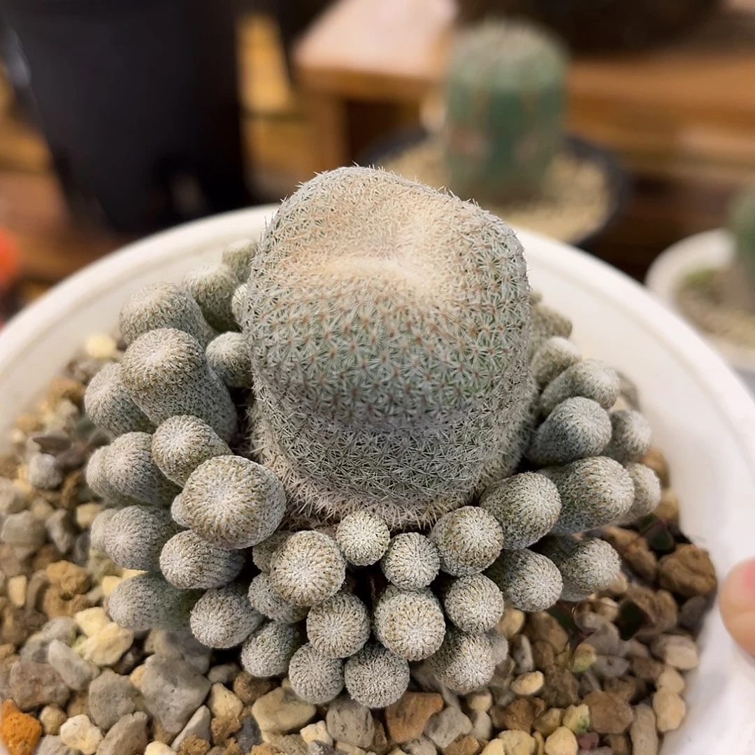 潮流植物 月世界群生