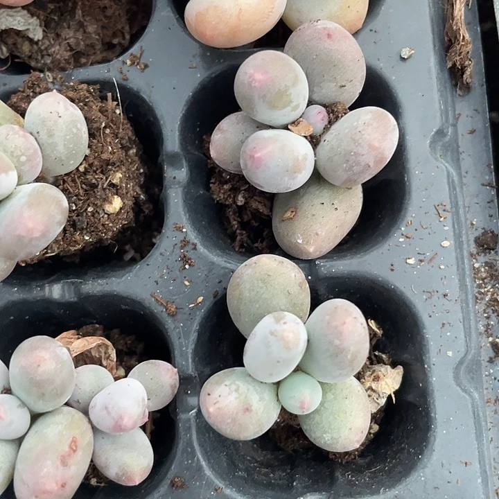 米可奶发2颗随机发满18