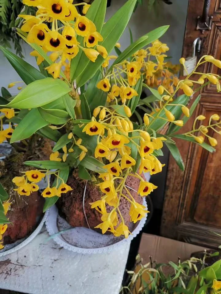 栗斑鼓槌石斛室内花卉盆栽开花漂亮有浓香型（直播专用）链接