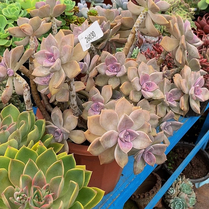 珂***珂紫乐26030多肉多肉率