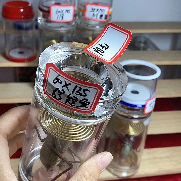 蟋蟀阳光灿烂60-135短须单1