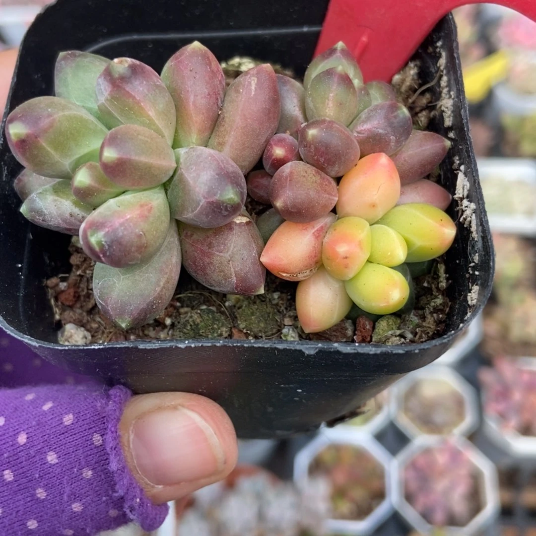 981千代田锦多肉植物