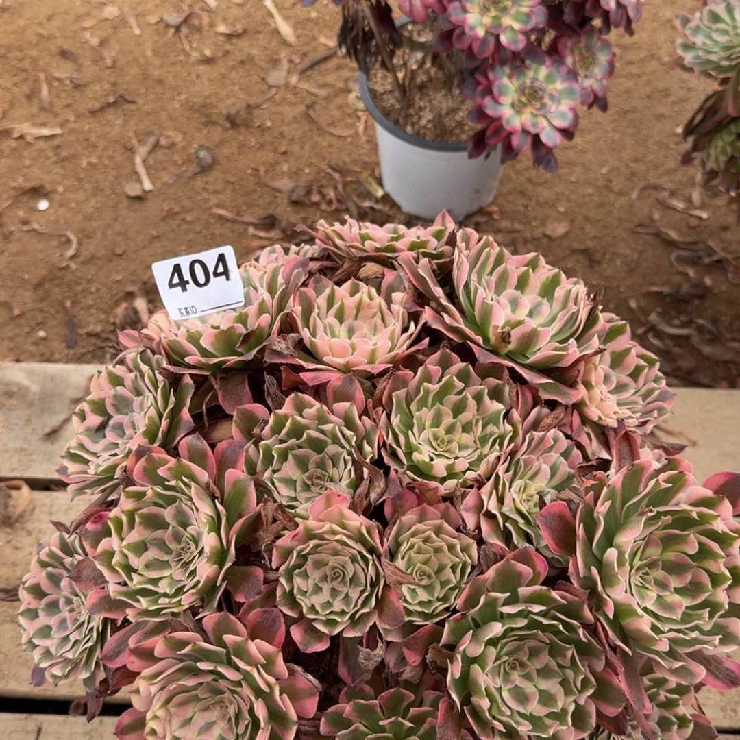 404红铜多肉植物