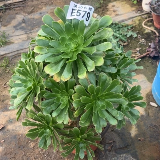 579原始绿不包断枝