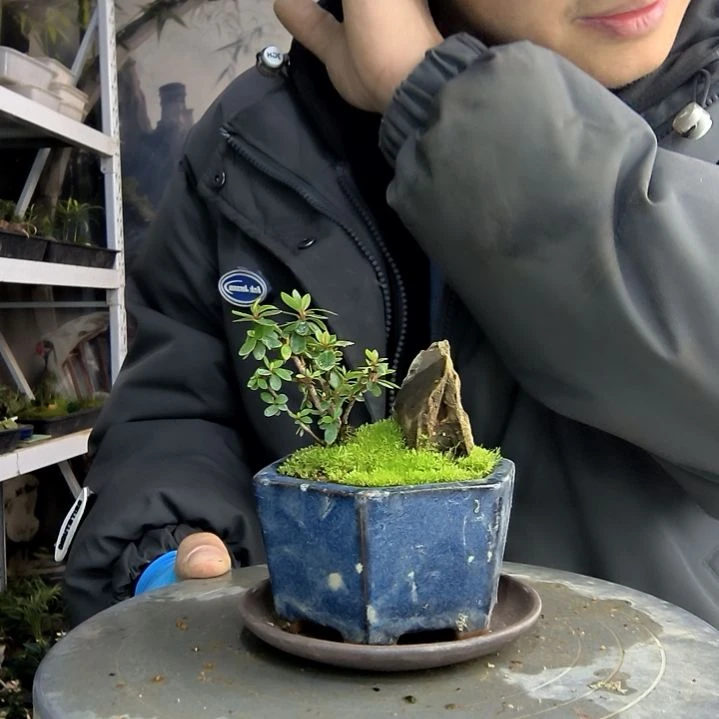 M***m小盆景小植物一物一拍188