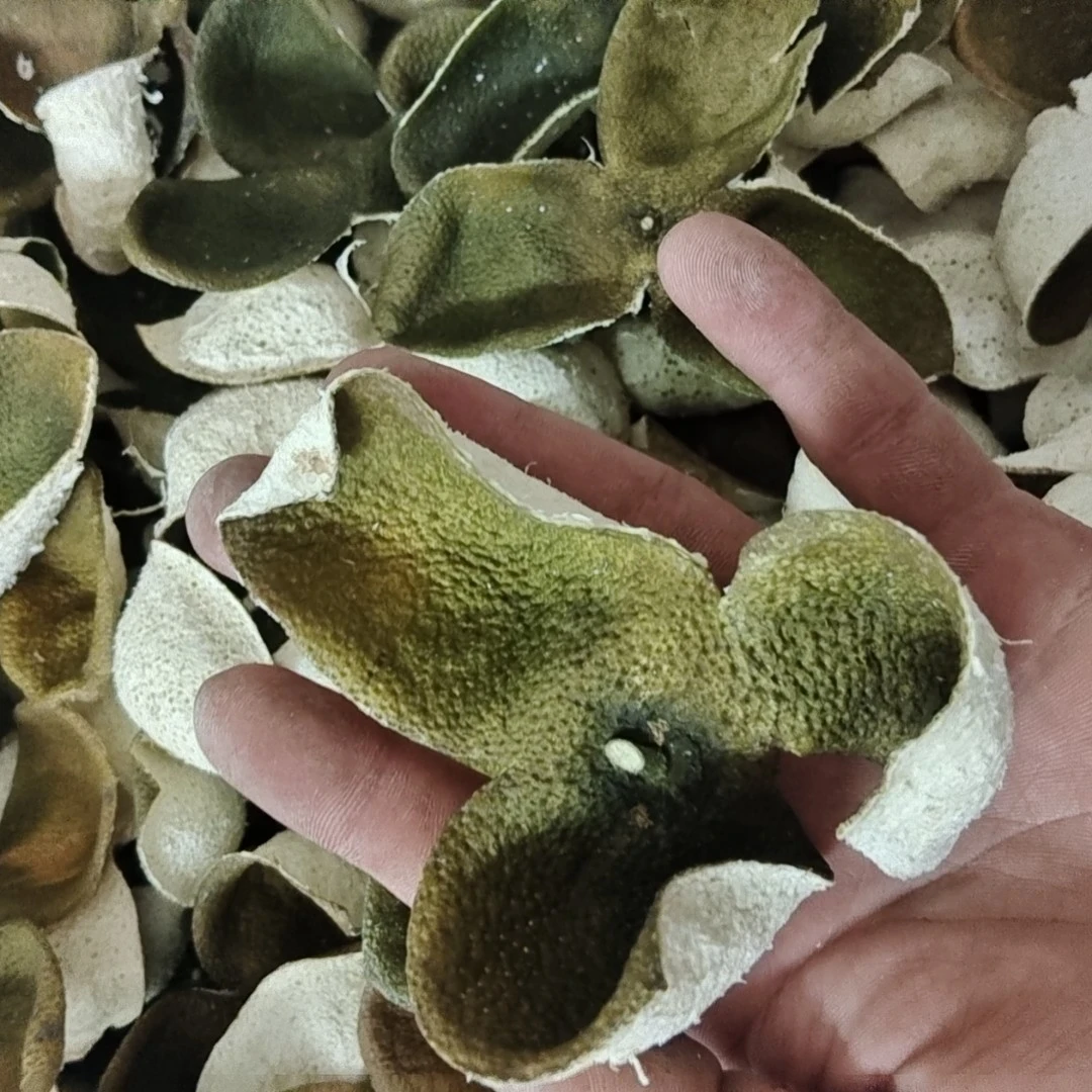 【2024年青皮】浦北核心产区原枝二红皮陈皮天然生晒干仓大青皮