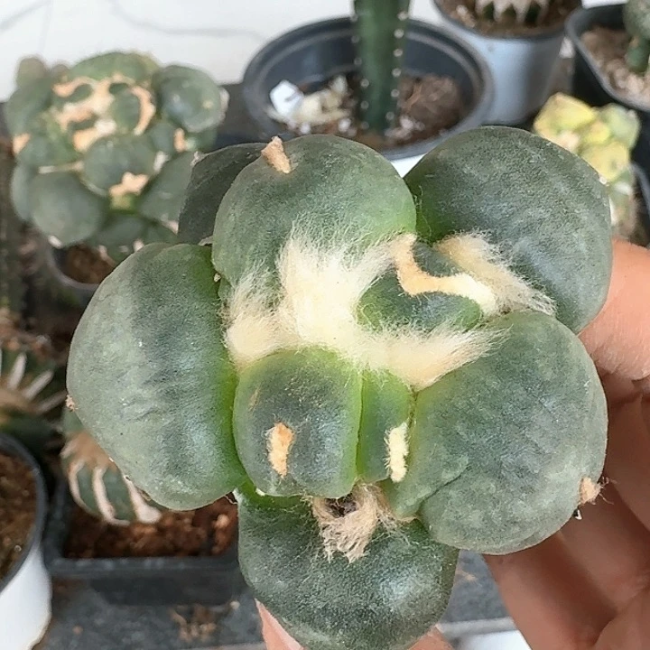 【闪购商品】无花朵魚**生达摩蛋806