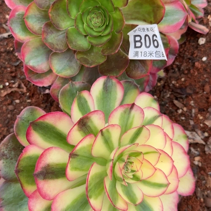 多肉法师淘宝福利