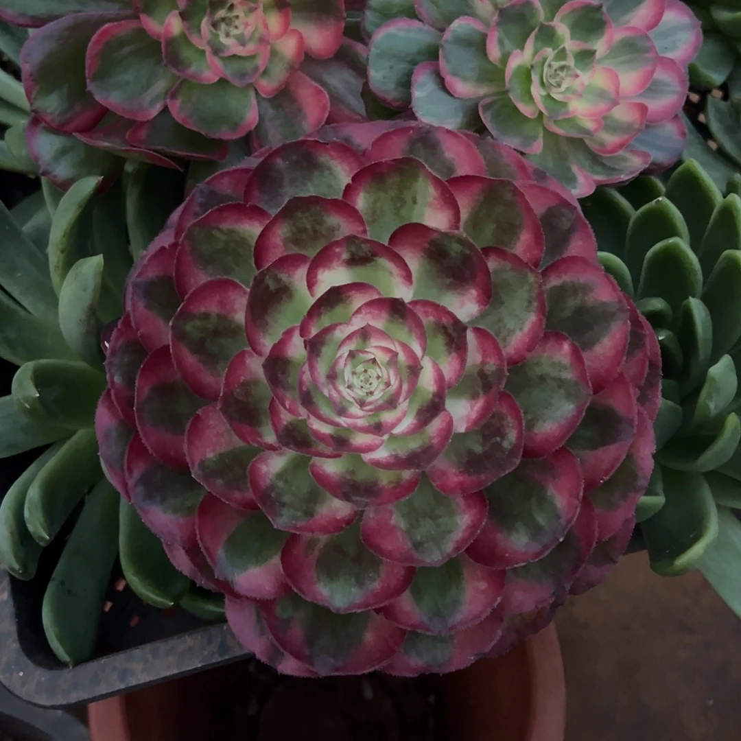 四***景精品多肉植物464鸿运大猪头