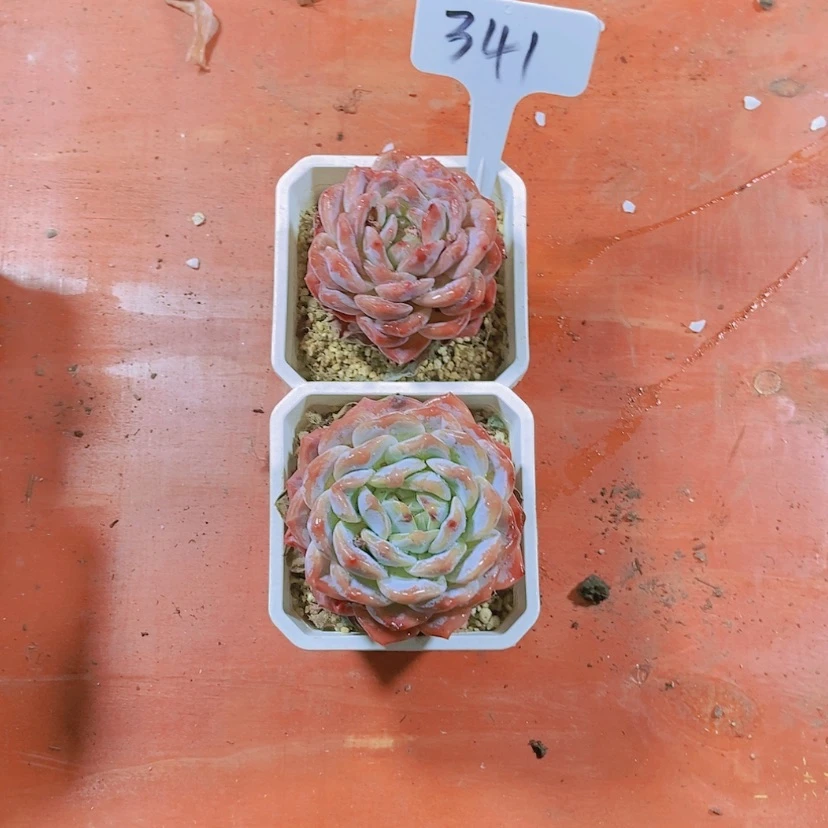 【闪购商品】豆*姐341纯爱两颗