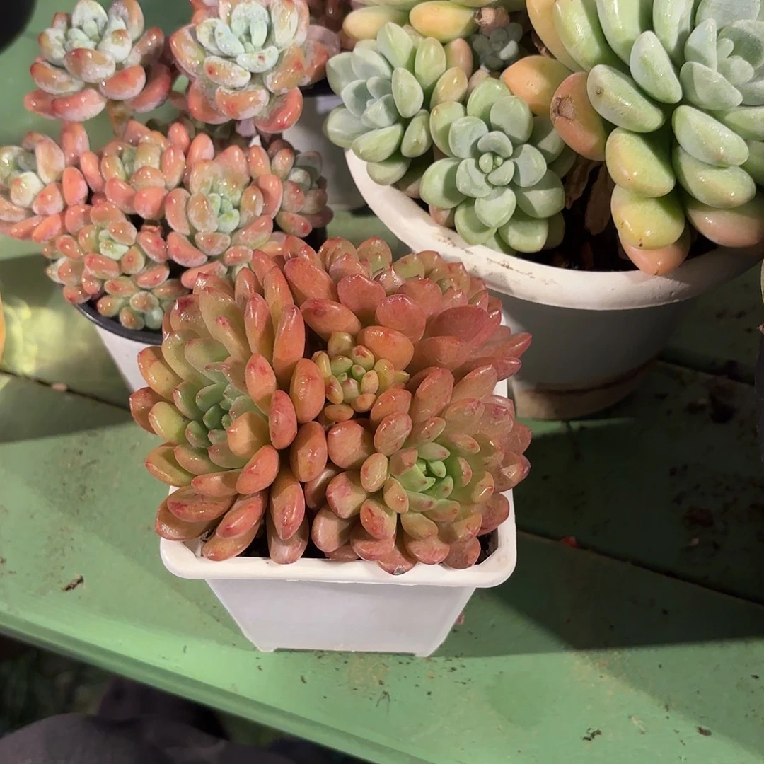 想***鸟多肉植物啦啦啦啦