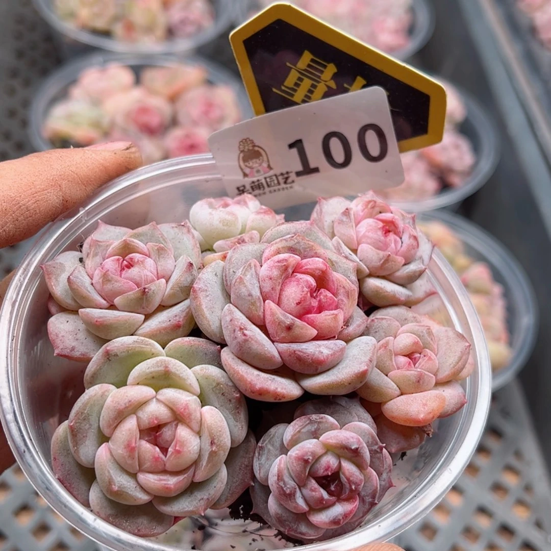 多肉植物多肉植物y