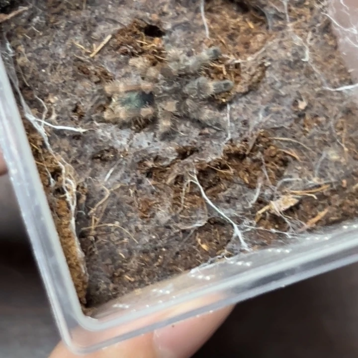 跳蛛维多利亚烈焰小母