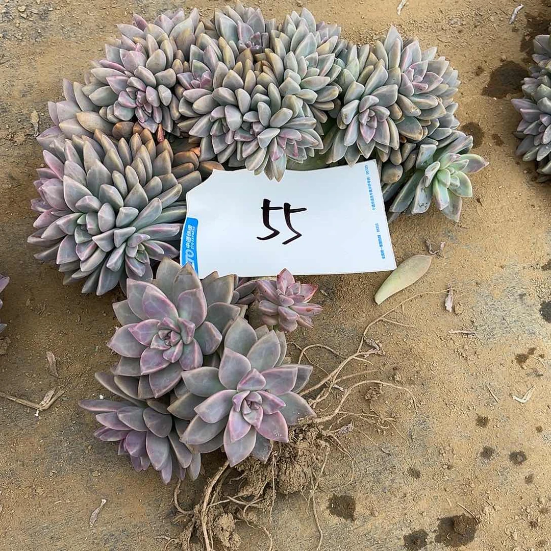 多****55号淡雪缀化一物一拍