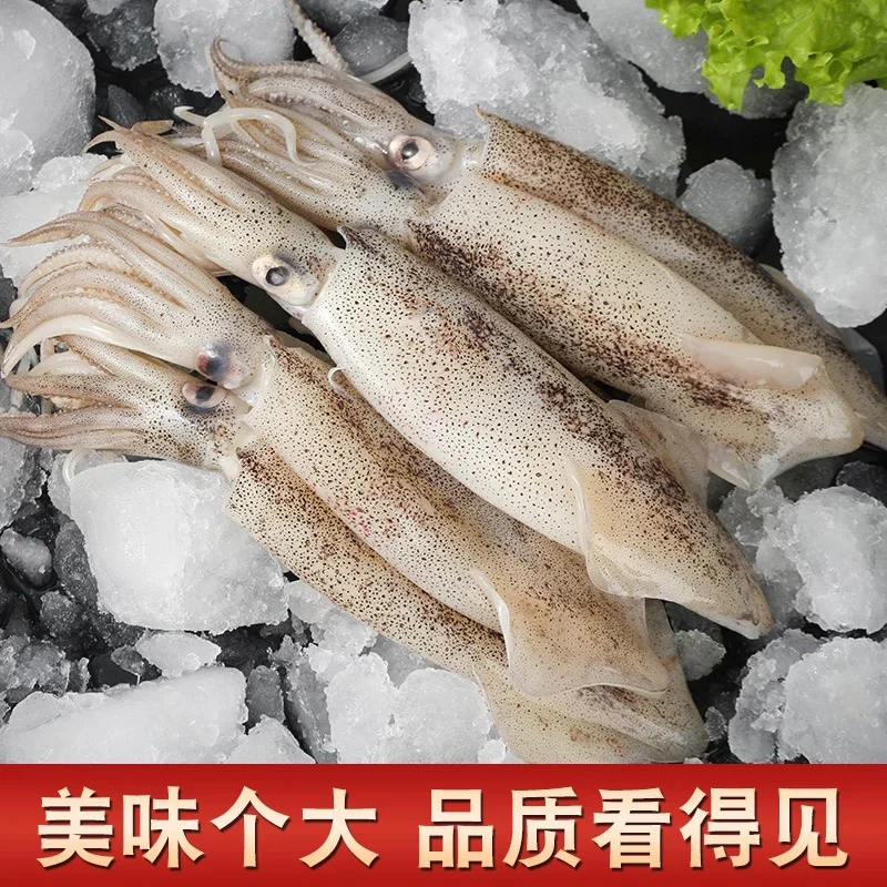 （优质）新鲜无籽海兔/笔管鱼/籽乌3斤/5斤/8斤（一包500克10/14条）