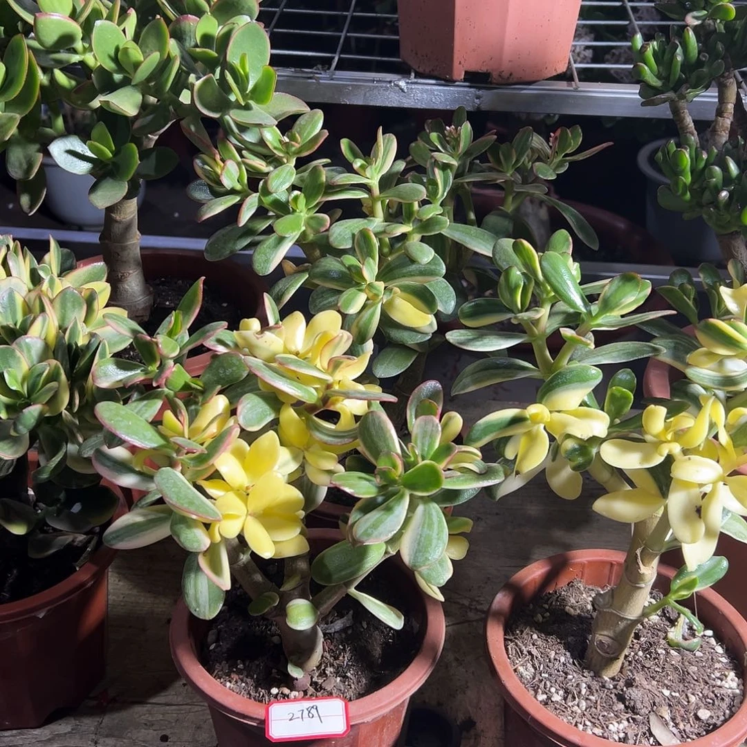 *****稀有三色花月白锦带土球2789