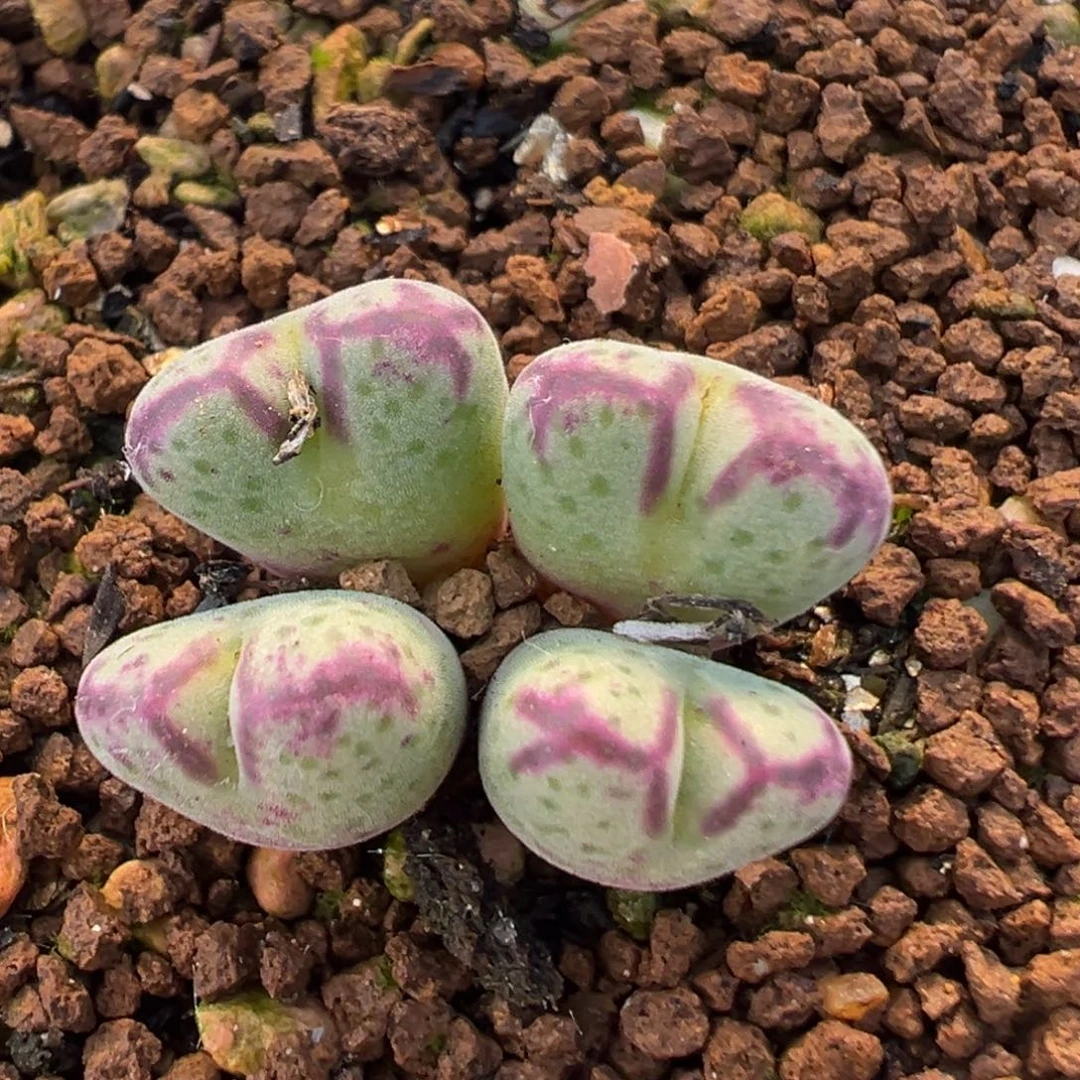 14多肉植物百科植物