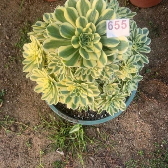 郝****?655迈巴赫多肉植物花花