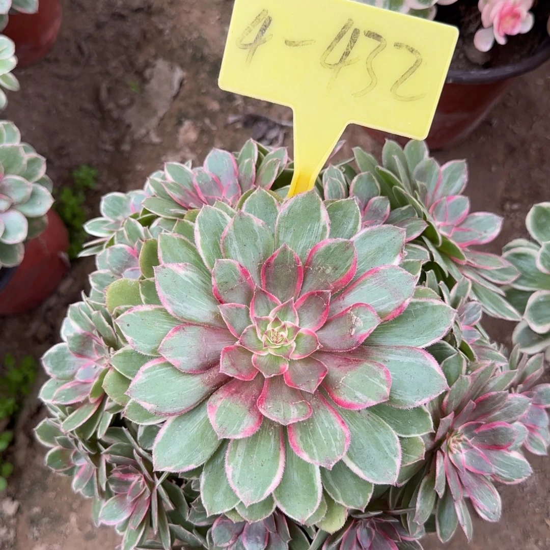 4-432---莲花座多头