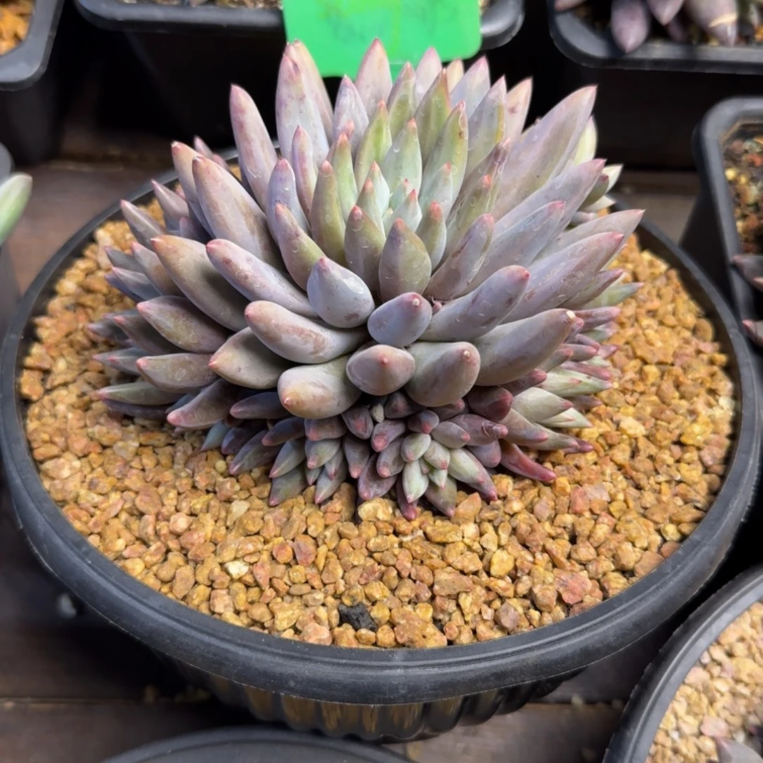 红蜻蜓手捧111111111111111