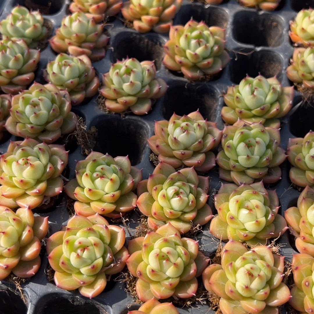 绿钻珍妮一颗量拍多肉满18元包邮明天发货