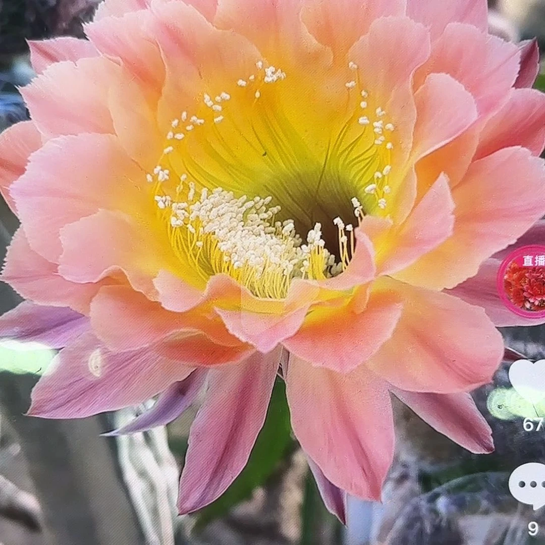 16-30彩无根侧牙20包邮46