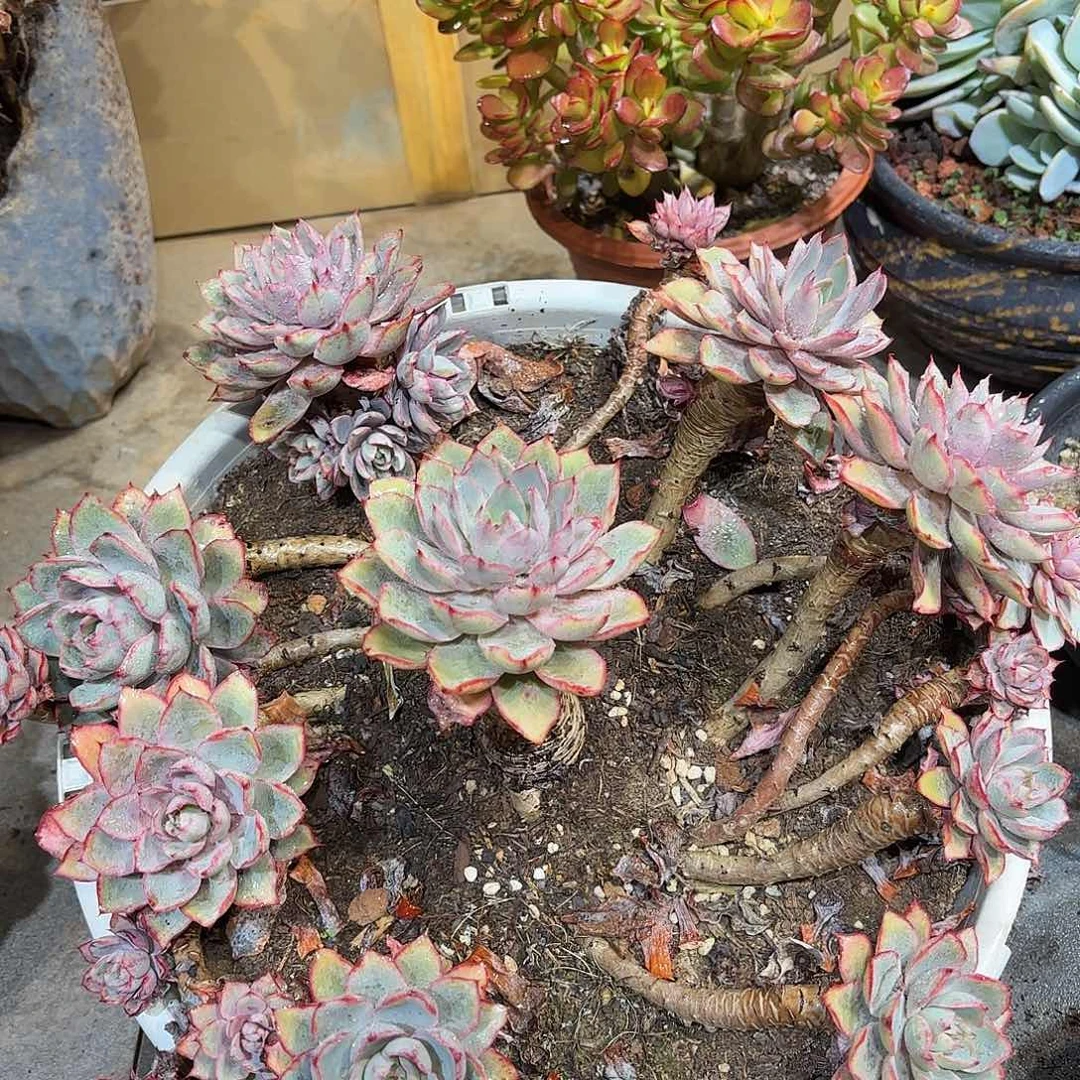 同温层多肉赫拉399