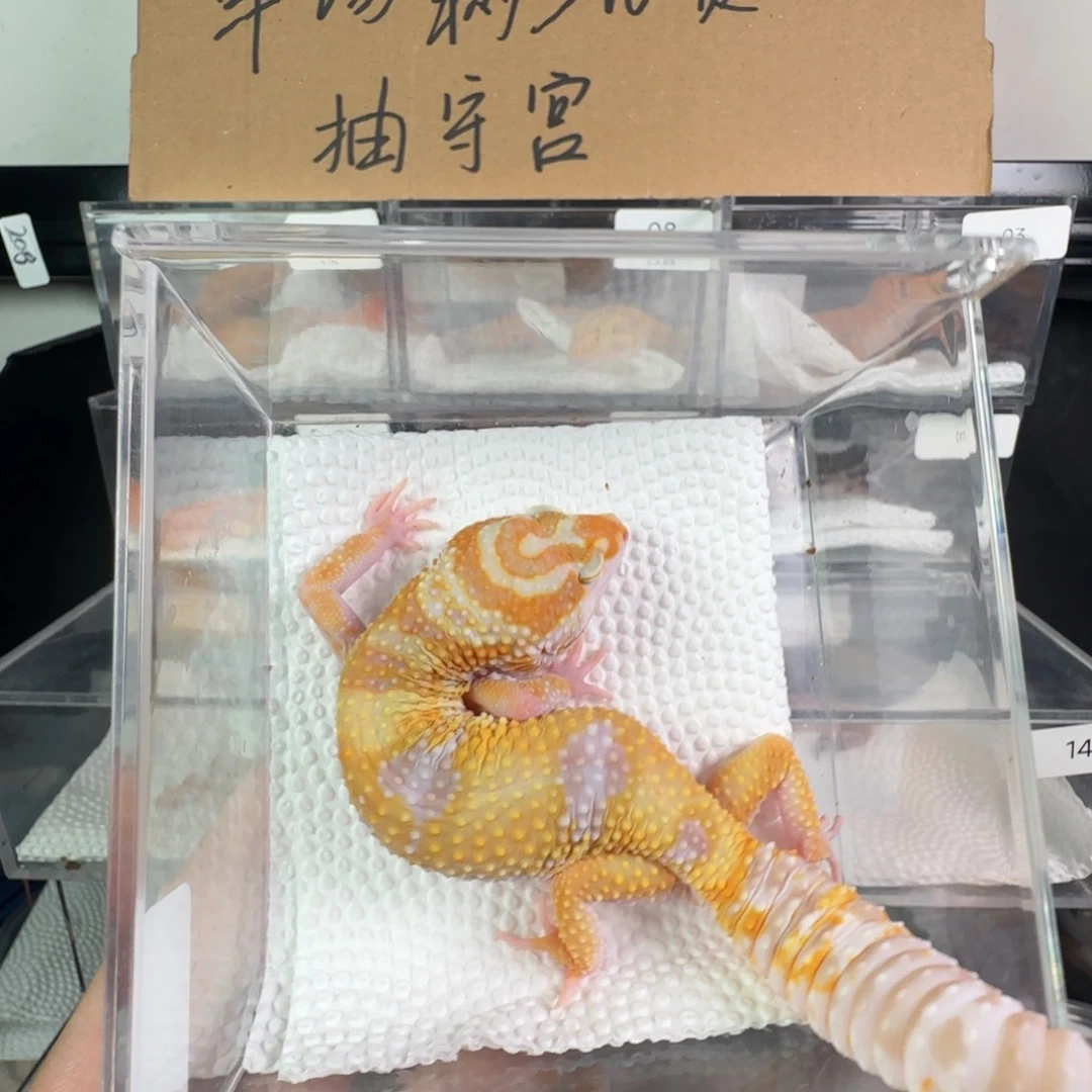 豹纹守宫白黄川普妹妹