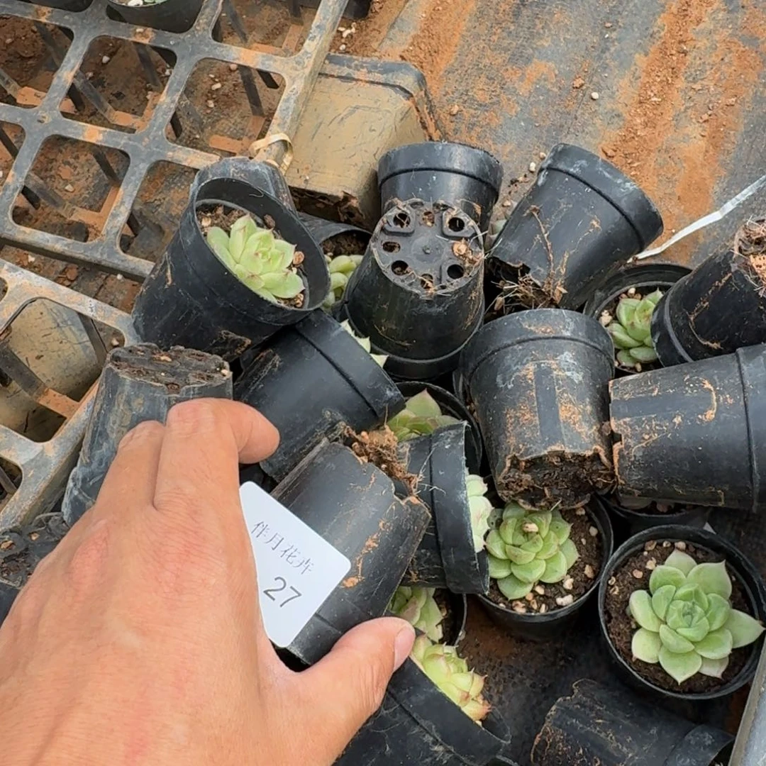 19-27麦秆五颗俩不过拍发货