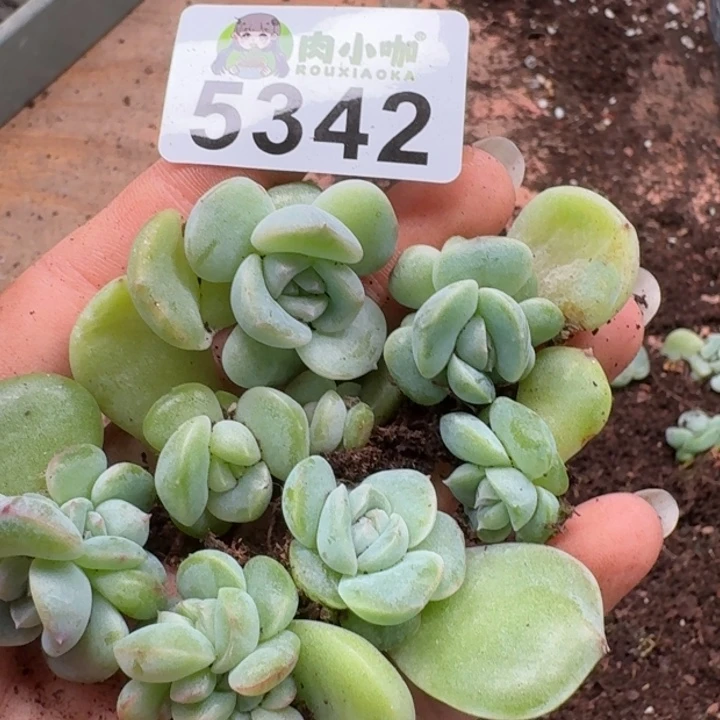 多肉植物多头植物