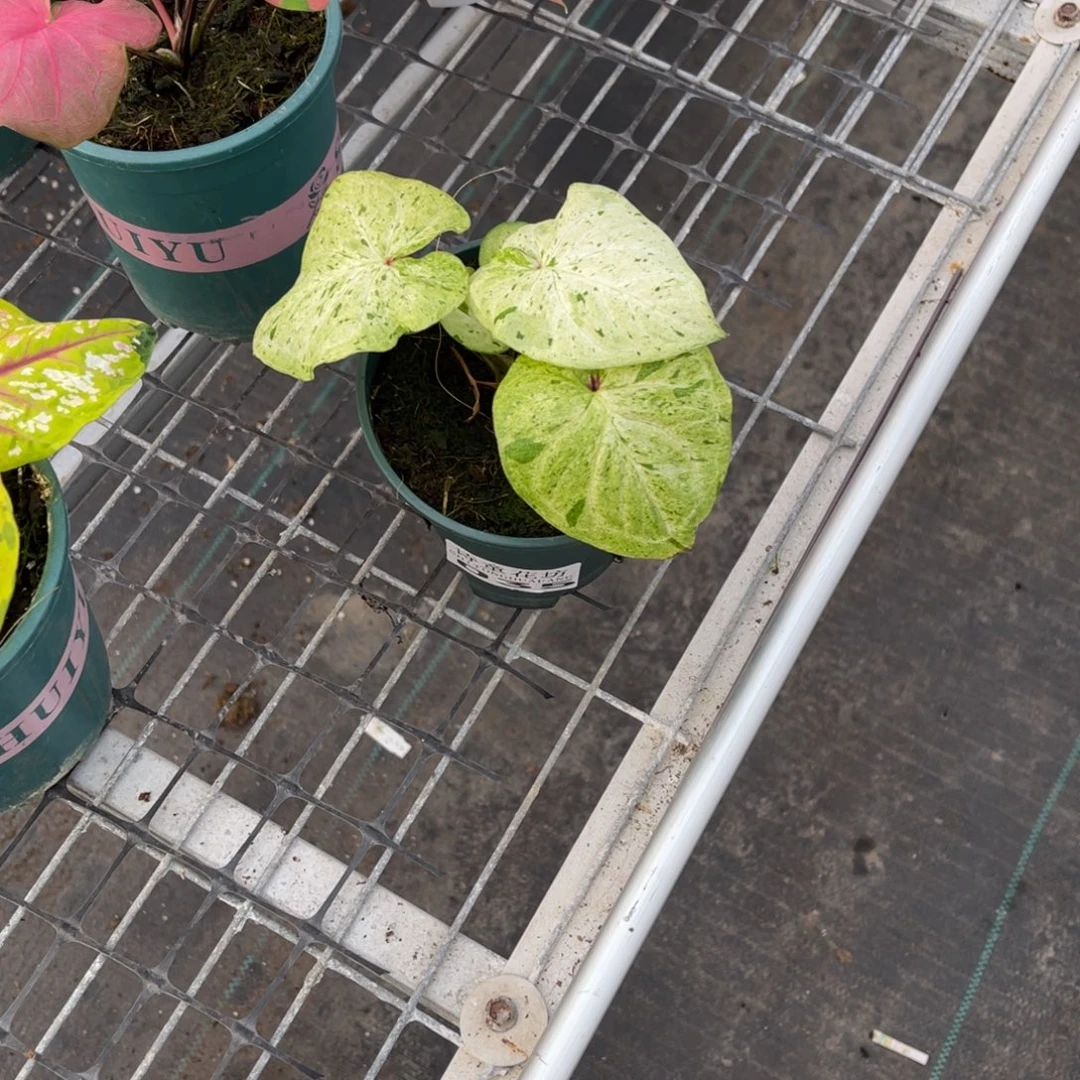 。***。无花朵             035薄荷糖不包售后