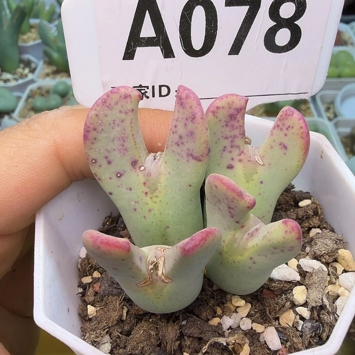 078。满38包邮肉锥