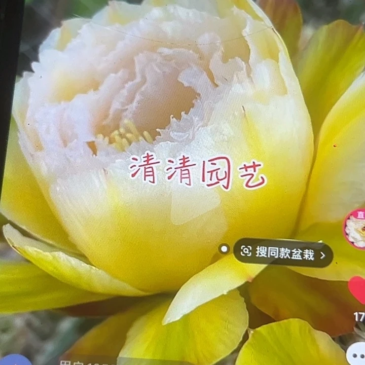 清清冰丝玉侧牙有礼品