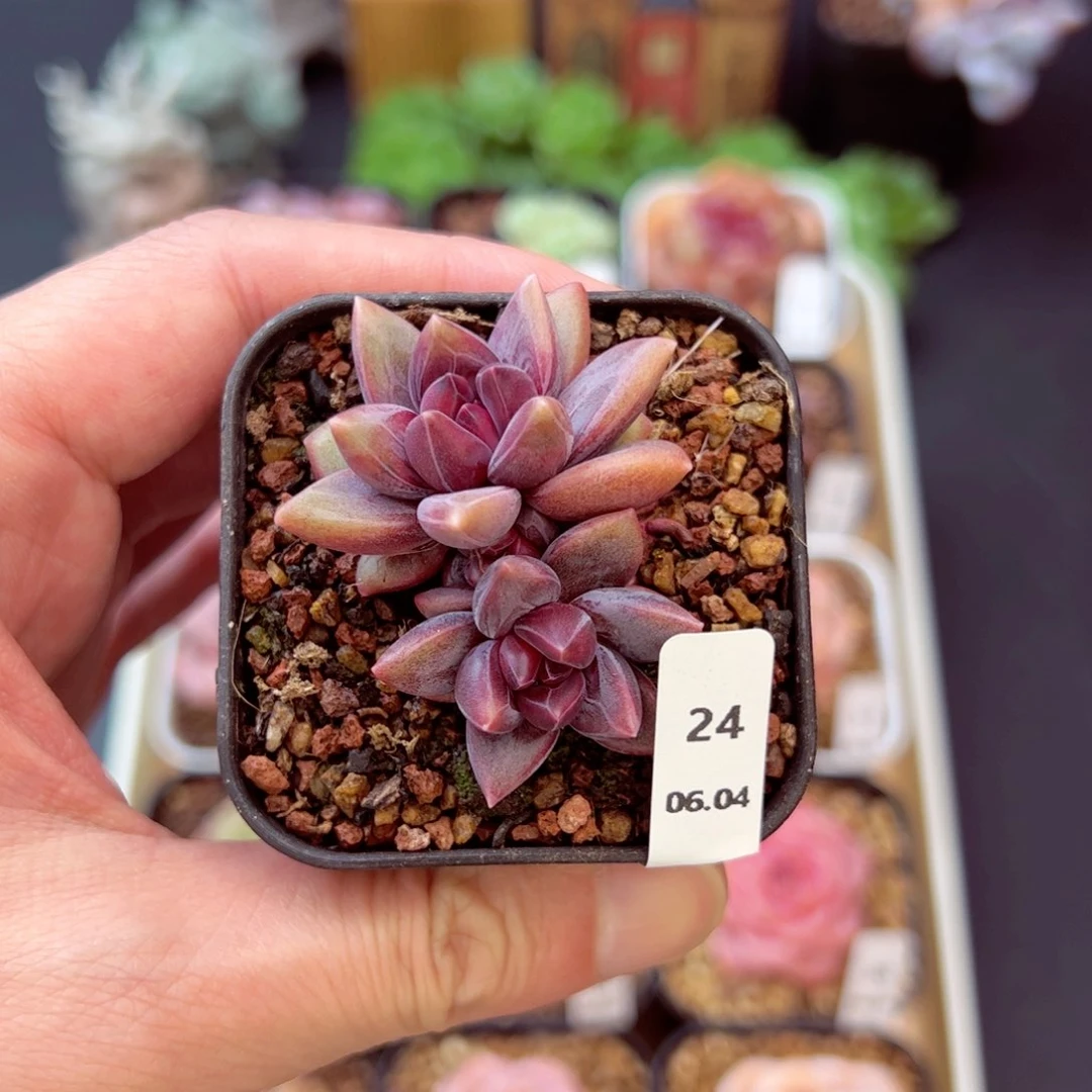 迷雾泡泡24、哈哈哈